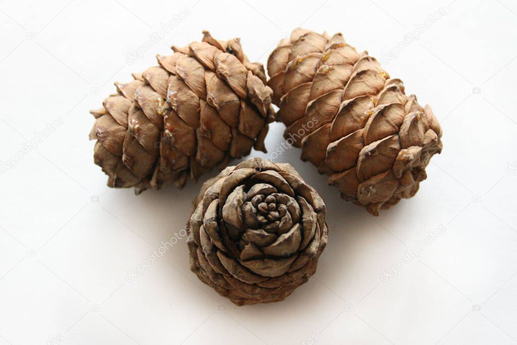 Three pinecones on white table