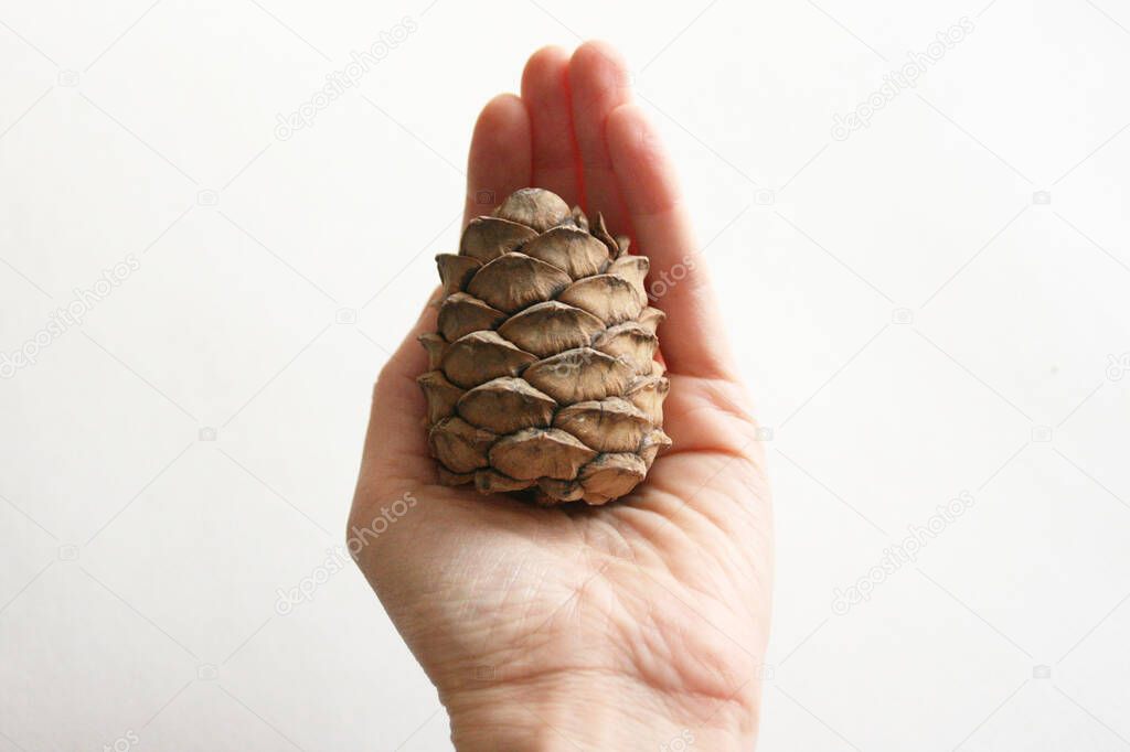 Big pinecone in womans hand on white table. Natural background og cedar nuts