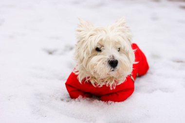 Batı İskoçya 'nın şirin beyaz teriyeri kırmızı saplı yürüyüşe hazır. Kış zamanı arka plan. Karda yatan köpek.
