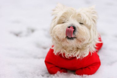 Sevimli Batı İskoçya beyaz teriyeri kırmızı sute 'u yalıyor. Kış zamanı arka plan. Karda yatan köpek.