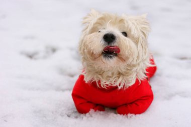 Sevimli Batı İskoçya beyaz teriyeri kırmızı sute 'u yalıyor. Kış zamanı arka plan. Karda yatan köpek.