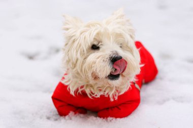 Sevimli Batı İskoçya beyaz teriyeri kırmızı sute 'u yalıyor. Kış zamanı arka plan. Karda yatan köpek.