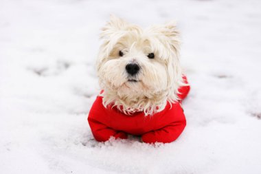 Batı İskoçya 'nın şirin beyaz teriyeri kırmızı saplı yürüyüşe hazır. Kış zamanı arka plan. Karda yatan köpek.