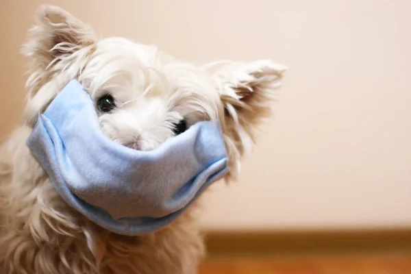 White west highland terrier wearing protection mask against virus, pollution or disease.  Covid 19 concept. Sick dog concept. Risk of virus concept. Protection pet from illness