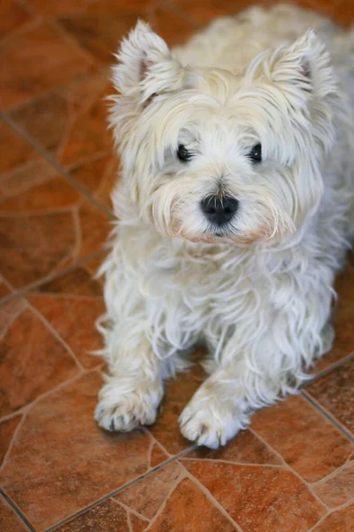 Mignon West Highland Terrier Blanc Est Couché Sur Sol — Photo