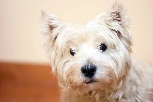 West Highland Beyaz Teriyeri Kameraya Bakıyor Kopyalama Alanı Olan Köpek — Stok fotoğraf