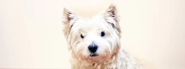 West Highland White Terrier Patrzy Kamerzystę Portret Psa Przestrzenią Kopiowania — Zdjęcie stockowe