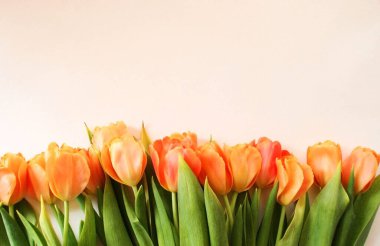 Lale çiçekli üst görünüm arka plan. Çiçek kompozisyonu. Bitkilerle birlikte maket kartı. Kartpostallı maket ve beyaz arkaplanda çiçekler.