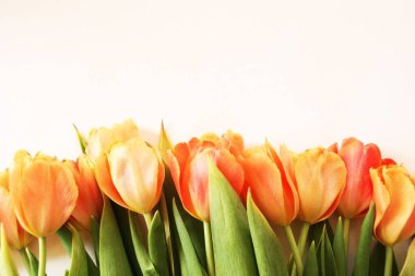 Lale çiçekli üst görünüm arka plan. Çiçek kompozisyonu. Bitkilerle birlikte maket kartı. Kartpostallı maket ve beyaz arkaplanda çiçekler.