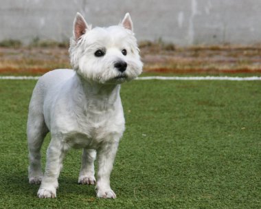 West Highland Terrier otların üzerinde duruyor. Boşluğu kopyala