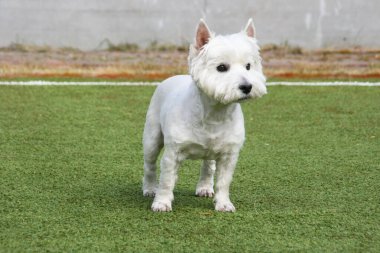 West Highland Terrier otların üzerinde duruyor. Boşluğu kopyala