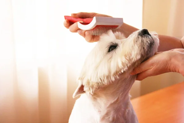 Köpeğin saç tıraşı var. Köpekler için tımar salonu. Groomer konsepti. Köpeği fırçalıyorum. Köpeğin tüyüne dikkat et. Kadın kuaför elleri bir köpeğe saç tıraşı yapar..