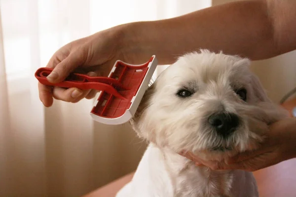 Köpeğin saç tıraşı var. Köpekler için tımar salonu. Groomer konsepti. Köpeği fırçalıyorum. Köpeğin tüyüne dikkat et. Kadın kuaför elleri bir köpeğe saç tıraşı yapar..