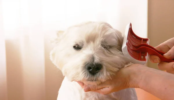 Pies Strzyżenie Salon Pielęgnacyjny Dla Psów Koncepcja Uwodziciela Szczotkuję Psa — Zdjęcie stockowe