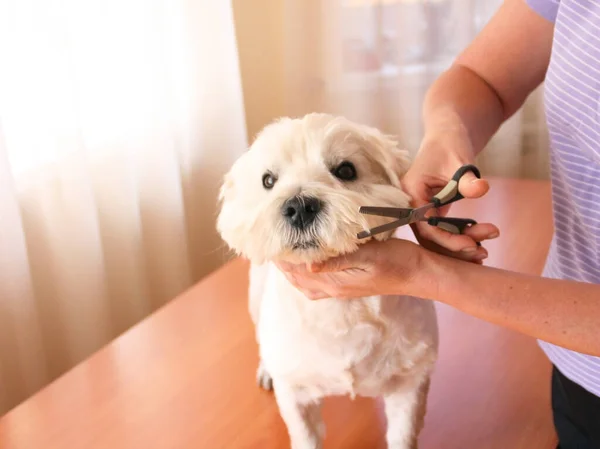 Dog has a haircut. Grooming salon for dogs. Groomer concept. Brushing the dog. Care for the dog \'s hair.  Female groomer hands make a haircut for a dog.