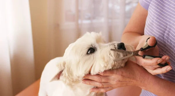 Kobieta Strzyżona Ręka Obcinająca Włosy Białemu Psu Troska Sierść Psa — Zdjęcie stockowe