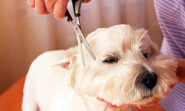 Beyaz köpeğin saçını kesen kadın tımarcı. Bir köpeğin tüyüne dikkat et..