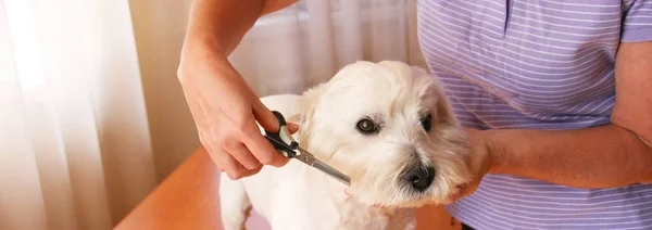 女性美容师手剪白狗的头发 关心狗的头发 — 图库照片