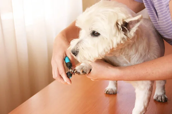 Beyaz köpeğin tırnaklarını kesen kadın tımarcı el. Bir köpeğe bak.