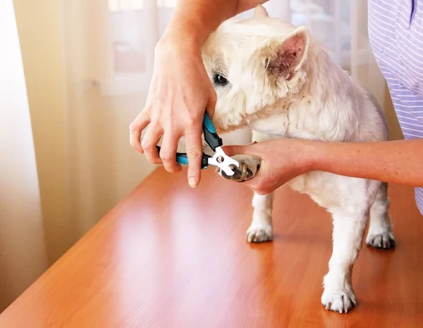 Mulher Groomer Mão Cortando Unhas Cão Branco Cuidar Cão — Fotografia de Stock