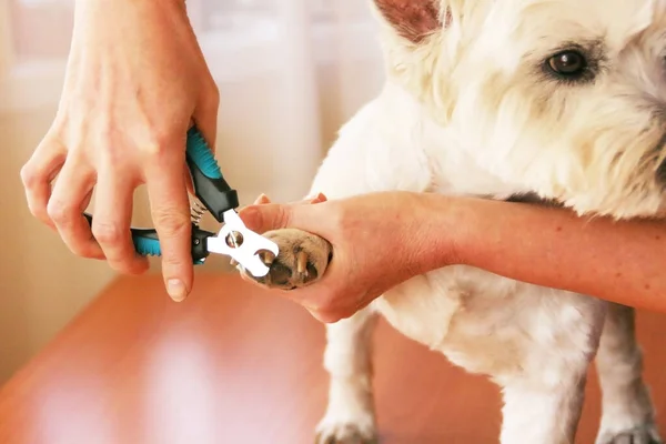Beyaz köpeğin tırnaklarını kesen kadın tımarcı el. Bir köpeğe bak.