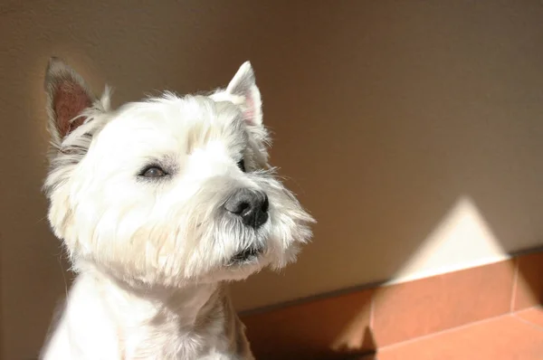 Portret Västra Höglandet Vit Terrier Vit Hund — Stockfoto