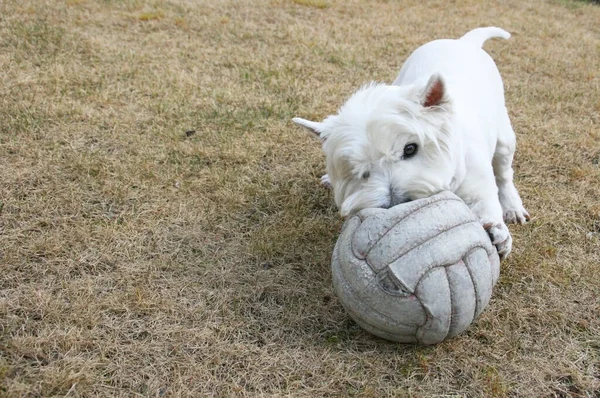 Güzel Köpek Oyuncağıyla Oynuyor Mutlu Güzel Batılı Yavru — Stok fotoğraf