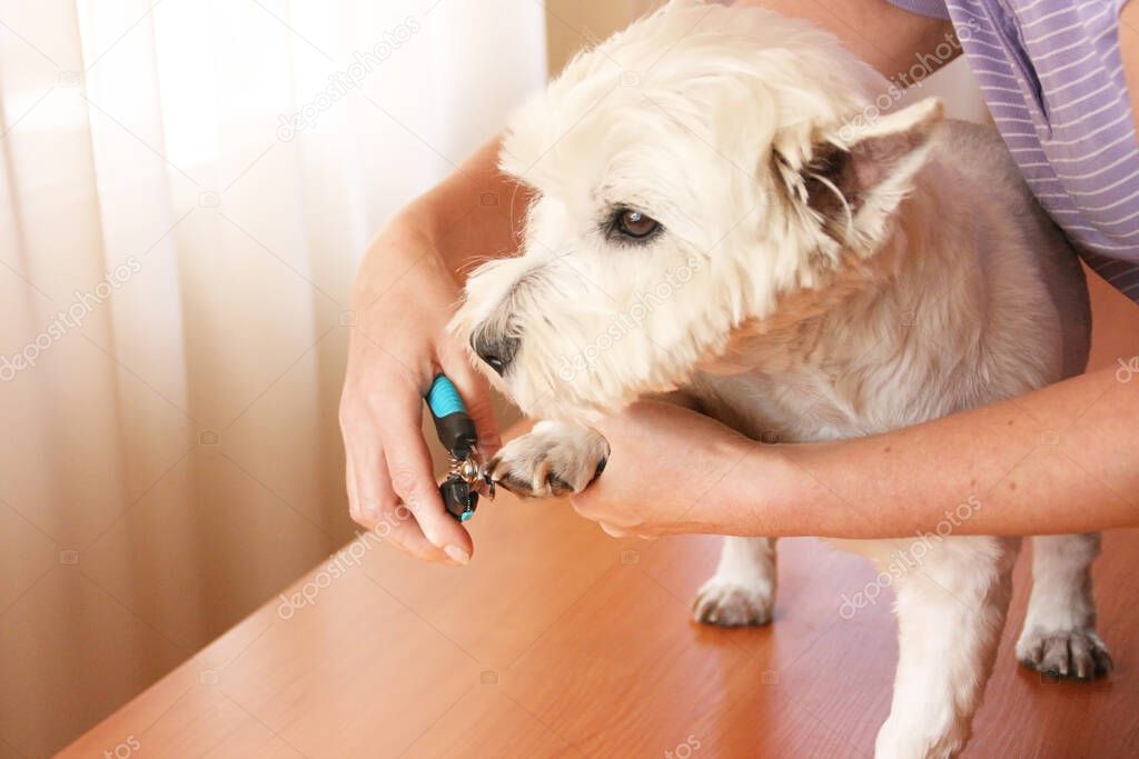 Female groomer hand cutting nails of the white dog. Care for a dog