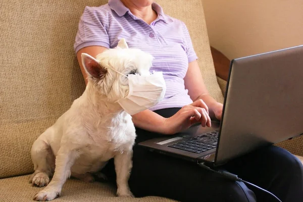 Ekaterinburg / Rusya - 18 Mart 2020: kıdemli serbest çalışan maske takan kişi, kanepede / White West Highland terrier 'da virüse karşı koruyucu maske takıyor. Covid 19 konsepti