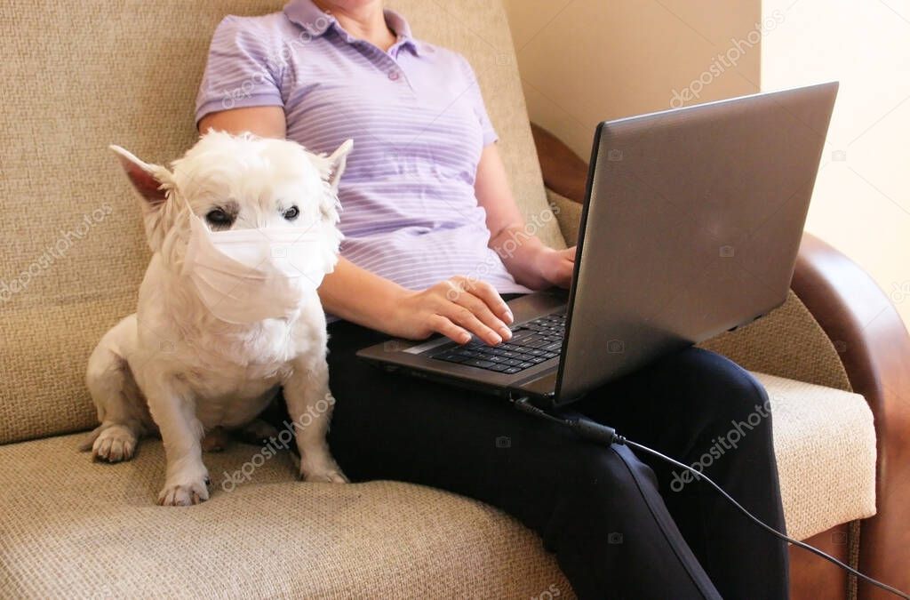 Ekaterinburg/Russia - March 18 2020: senior freelancer is working at home/ Dog in mask is sitting near on the sofa/ White west highland terrier wearing protection mask against virus. Covid 19 concept