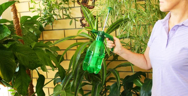 Woman take care of house plants/ watering plant in pot.