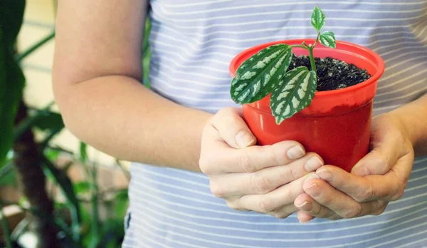 Uma Mulher Com Uma Planta Nas Mãos Panela Vermelha Com — Fotografia de Stock