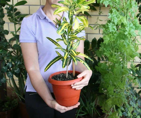 Mujer Con Una Planta Sus Manos Olla Roja Con Pequeño — Foto de Stock