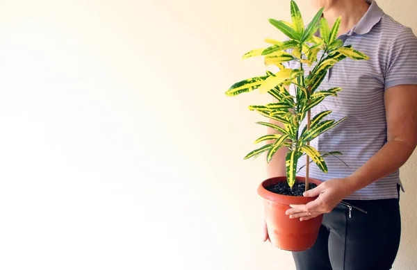 手里拿着植物的女人红锅与一个小的家庭植物特写 绿色环境概念 货币或商业增长概念 — 图库照片