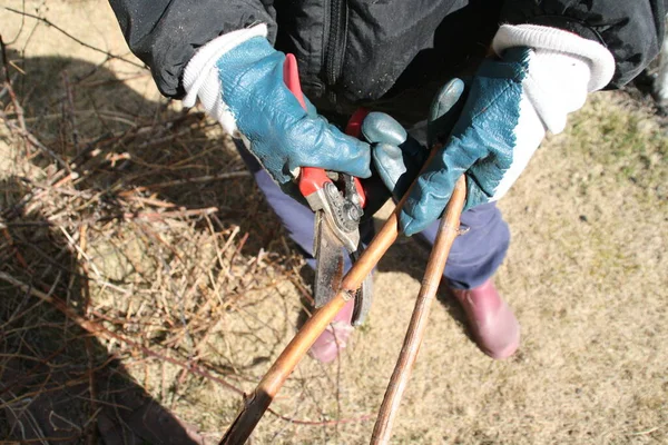 Mãos Mulher Podando Árvores Primavera Com Uma Poda Jardim Trabalho — Fotografia de Stock