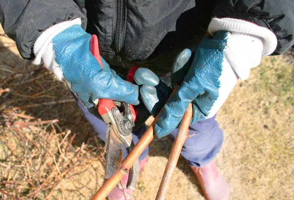 Mãos Mulher Podando Árvores Primavera Com Uma Poda Jardim Trabalho — Fotografia de Stock