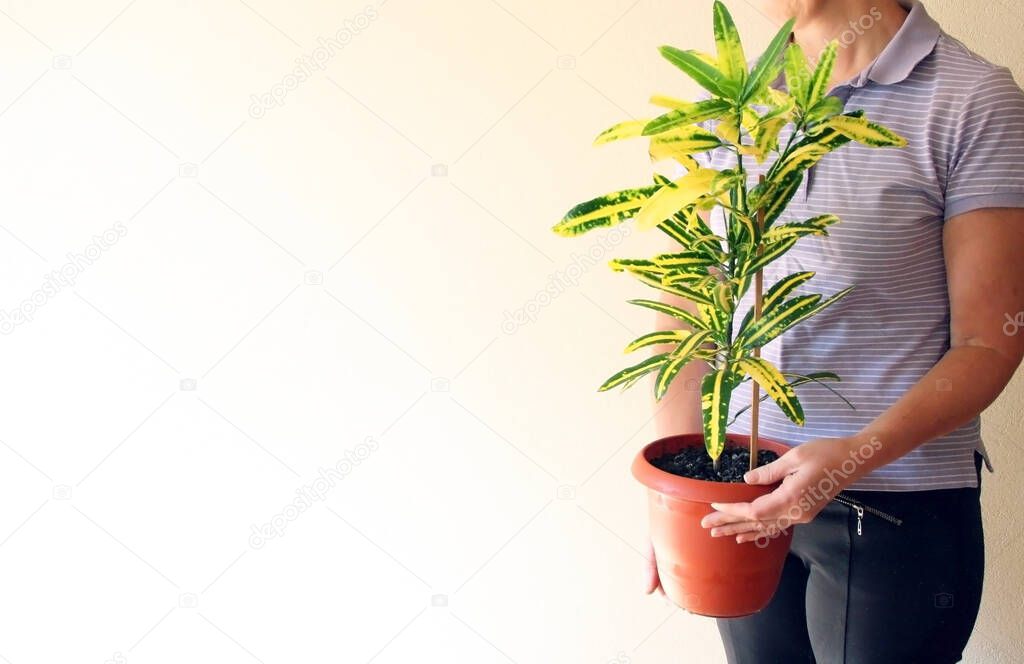 Woman with a plant in her hands. Red pot with a small houseplant close-up. Green environment concept. Money or business grow concept. 