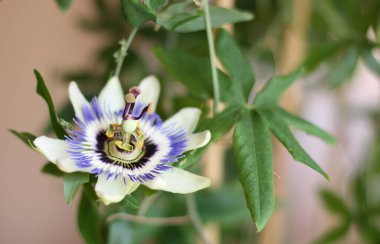  Yeşil arka planda Passiflora Cincinnata çiçeği