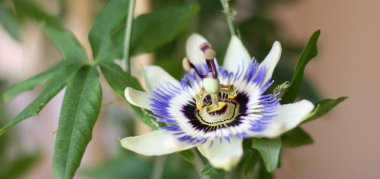  Yeşil arka planda Passiflora Cincinnata çiçeği