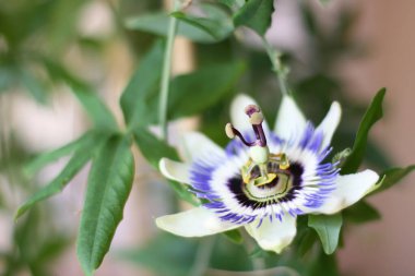  Yeşil arka planda Passiflora Cincinnata çiçeği