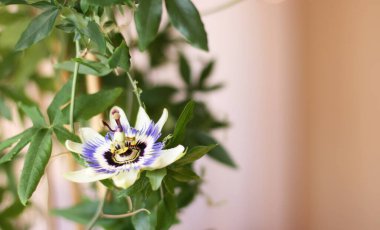  Yeşil arka planda Passiflora Cincinnata çiçeği