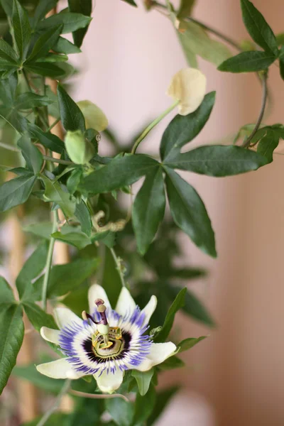 Passiflora Cincinnata Fleur Sur Fond Vert — Photo