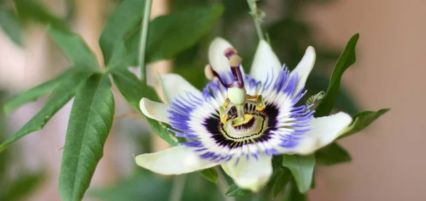  Yeşil arka planda Passiflora Cincinnata çiçeği