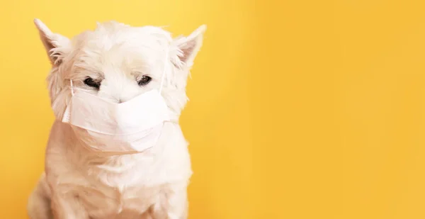 Virüse karşı koruyucu maske takan Beyaz Batı İskoç Teriyeri, sarı arka planda mikrop ya da hastalığa karşı telif hakkı ile korunuyor. Covid 19 konsepti. Hasta köpek konsepti. Virüs konsepti riski. 