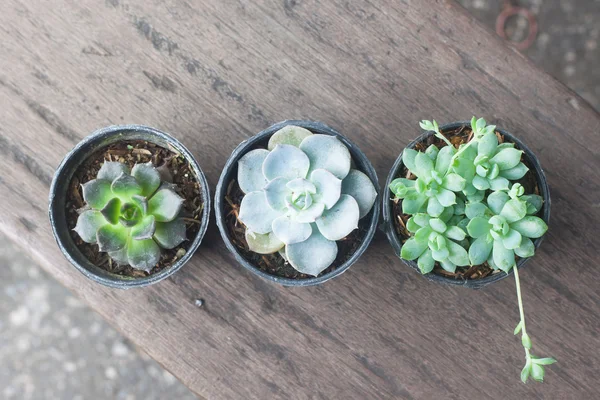 Vareza de cactus pequeño en la planta de la olla, puesta plana, vista superior en madera — Foto de Stock