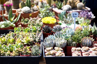 Açık piyasa, kaktüs çeşitli