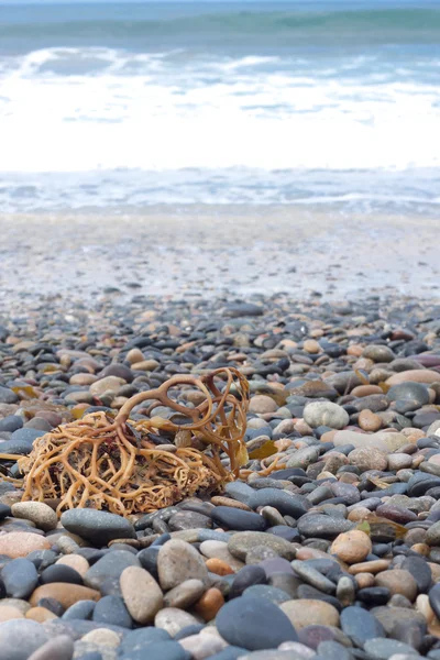 Pietre e coralli sulla spiaggia con sfondo mare — Foto Stock