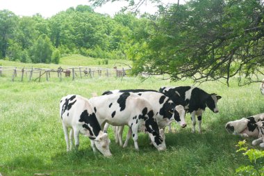 Büyük ağacın altında çayır üzerinde otlatma inekler