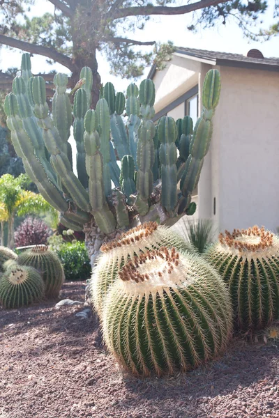 Bola emas di kebun kaktus — Stok Foto