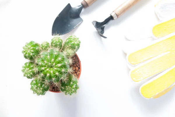 Pot de cactus et outils de jardin isolés sur fond blanc — Photo